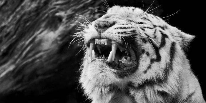 1920x1080 White Tiger HD Wallpapers