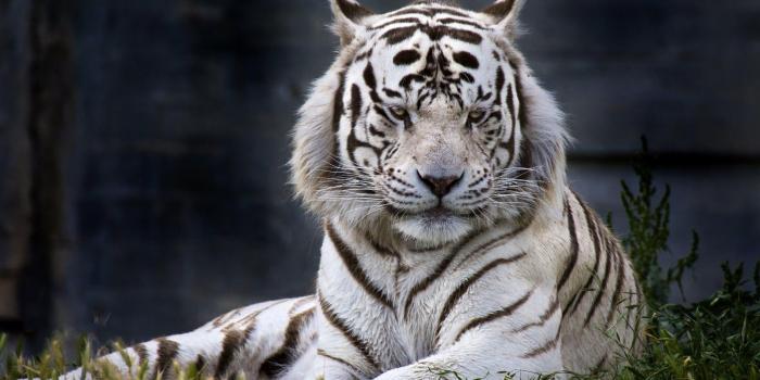 1600x900 Top 20 Tiger Desktop Wallpapers | Alomolo