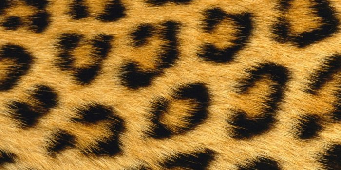 1920x1200 10 New Leopard Print Wallpaper Hd FULL HD 1080p For PC Background