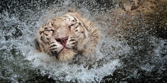 2560x1600 White Tiger HD Wallpapers and backgrounds | famous-wallpapers.com