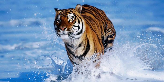 1600x1000 White Tiger HD desktop wallpaper : Widescreen : High Definition