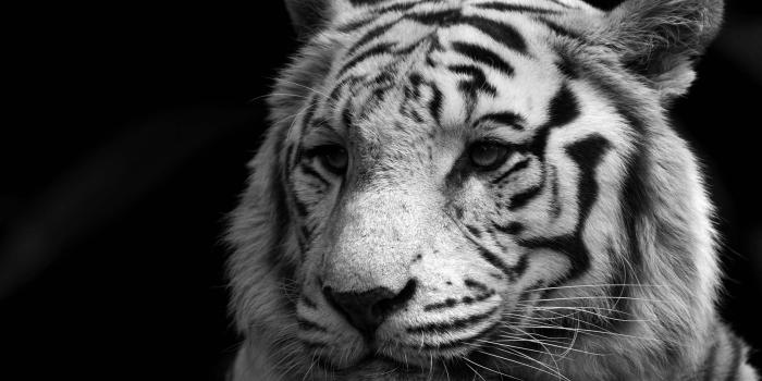 2560x1600 28288 white tiger desktop wallpaper