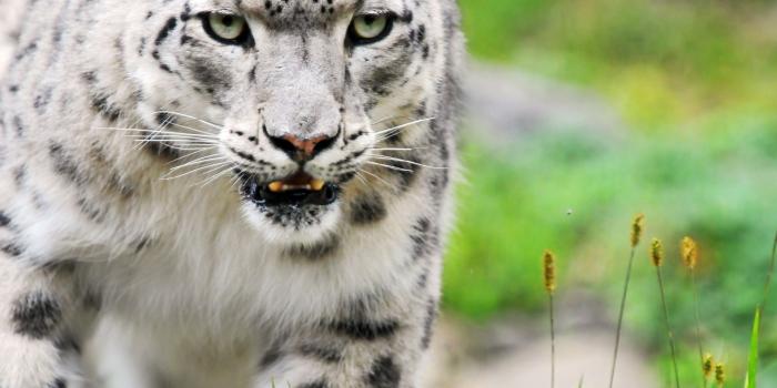 1920x1200 Desktop baby white tiger pics download