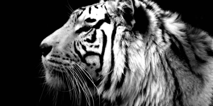 3504x2336 Download White Tiger Wallpaper For Android For Widescreen Wallpaper