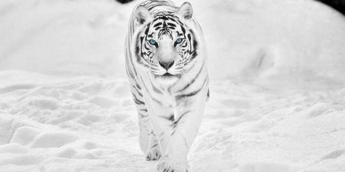 3000x1972 White Tiger Wallpapers HQ
