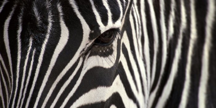 1920x1200 Zebra Desktop Wallpaper (64+ pictures)