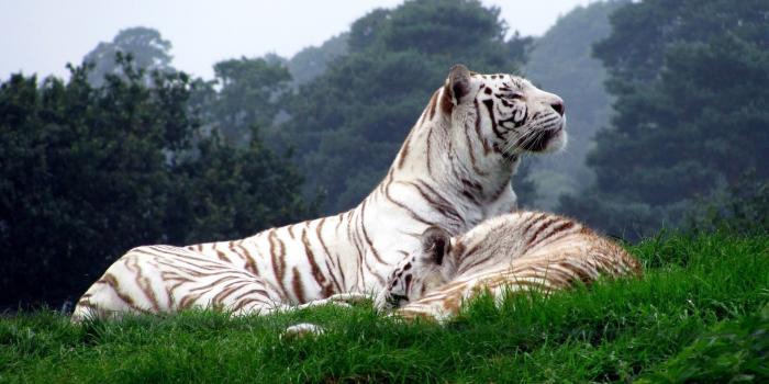 1920x1080 67+ White Tiger Wallpapers on WallpaperPlay