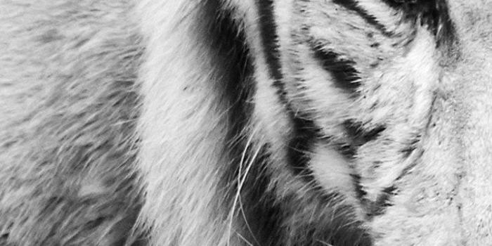 750x1334 Black White Tiger iPhone 6 Wallpapers HD Wallpapers Desktop Background