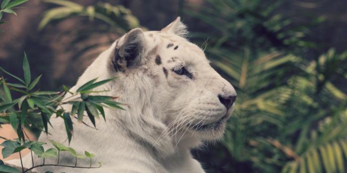 1280x720 White tiger looking HD Wallpaper 1280x720 (720p) - HD Wallpaper