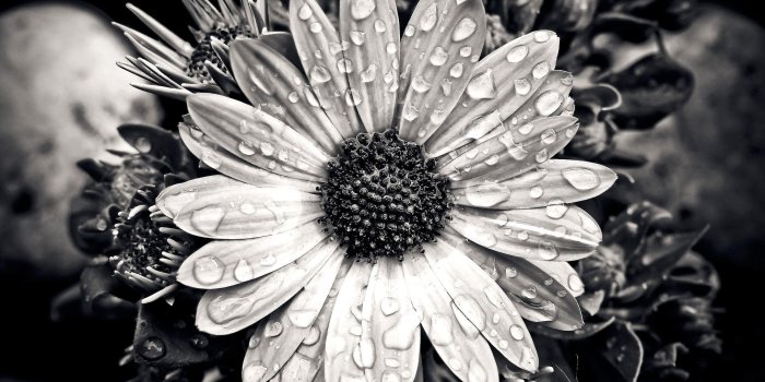1920x1080 Cape Basket Flower Close Up Black White Wallpaper - Wallpaper Stream