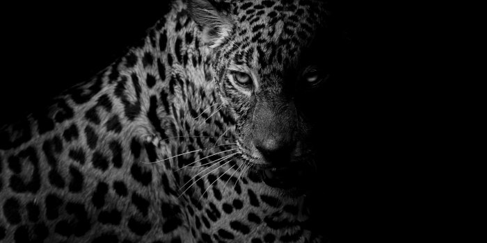 1920x1279 784 Leopard HD Wallpapers | Background Images