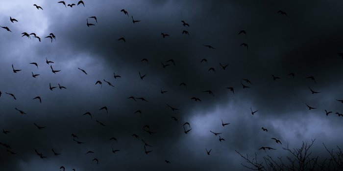 4000x3000 Darkness, Birds, Fly, Cold, Wind, Winter, Cloudy, Sky, Emotions