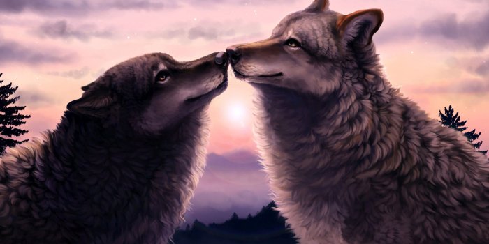 2560x1440 45+] Wolves in Love Wallpapers on WallpaperSafari