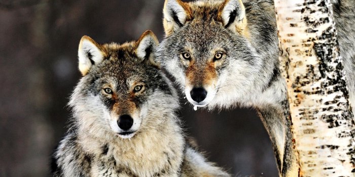 1920x1080 Gorgeous Couple - Wolf Pair, Hd Wallpapers & backgrounds Download