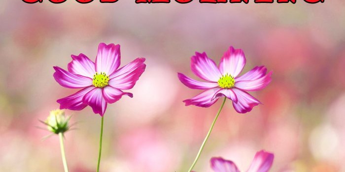 1523x1080 Good Morning Flowers Images Photo Wallpaper Hd - Good Morning