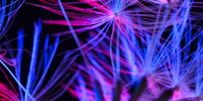 1440x2560 Download wallpaper 1440x2560 dandelion, down, color, blue, pink qhd