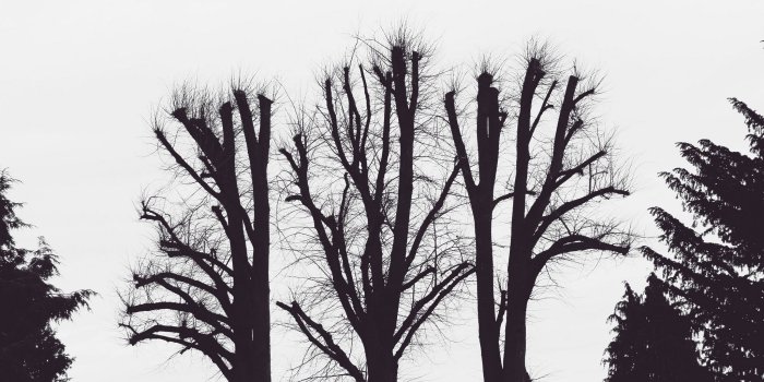 2048x1152 Download wallpaper 2048x1152 trees, branches, aesthetic, bw