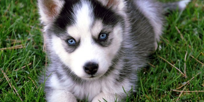 1920x1440 Husky Puppy Wallpapers