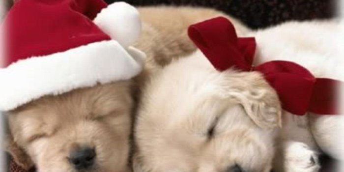 1280x800 Christmas Puppy - Puppies Wallpaper (15897189) - Fanpop