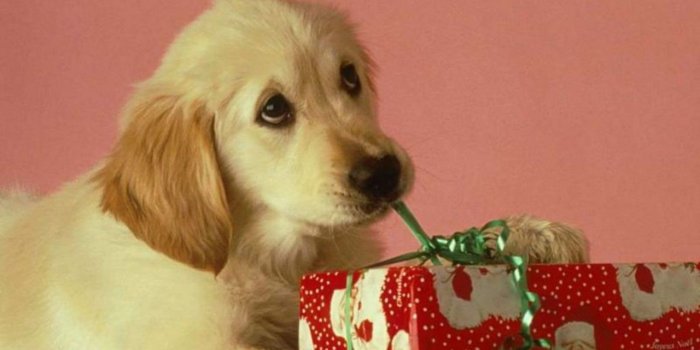 1280x800 Christmas Puppy - Puppies Wallpaper (15897188) - Fanpop