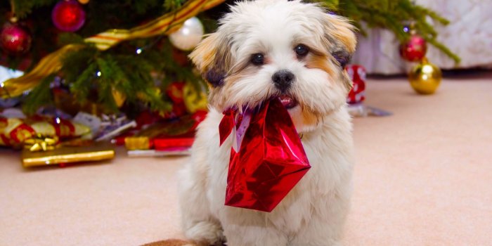 2560x1600 62+ Christmas Puppies Wallpapers on WallpaperPlay