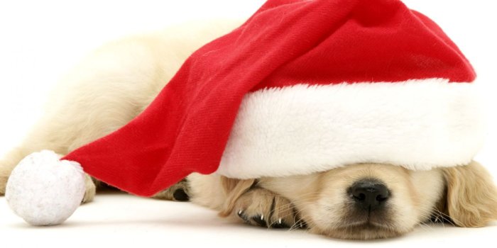 1545x966 Cute Christmas Puppies Background Wallpaper | Wallpapers in Aja