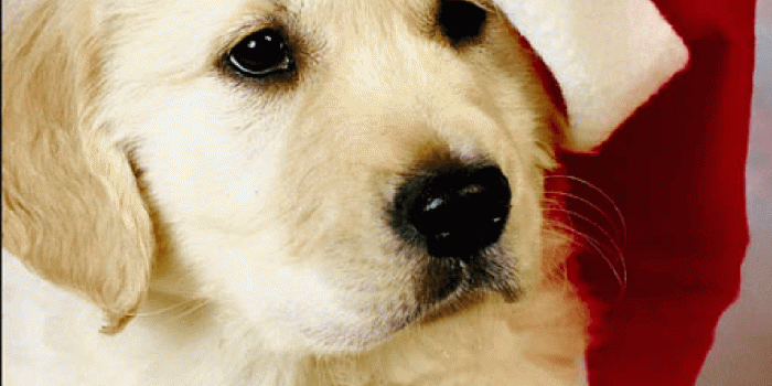 959x1436 46+] Christmas Puppy Wallpaper for Computer on WallpaperSafari