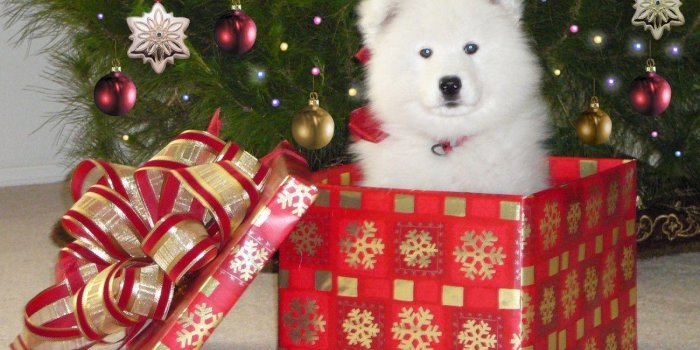 1300x975 Christmas Puppy Wallpapers