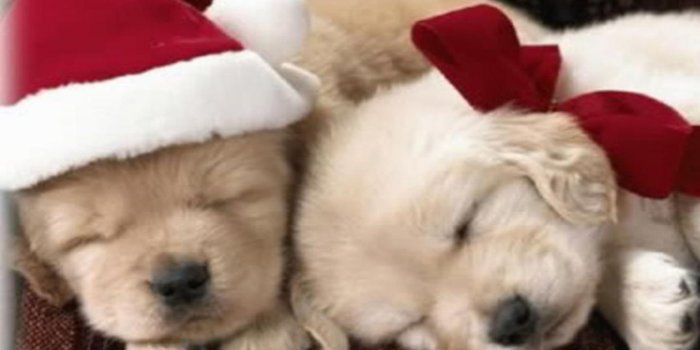 1366x768 50+ Cute Christmas Puppy Wallpapers - Download at WallpaperBro