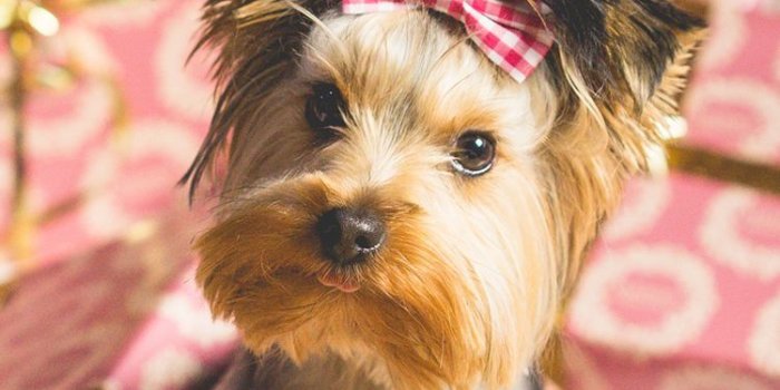 750x1334 Cute Puppy Christmas Present iPhone 6 Wallpaper | ♡ Wallpapers I