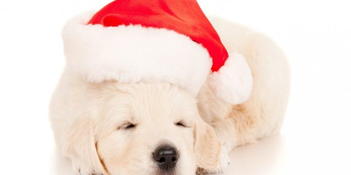 1920x1440 Animal Puppy Labrador Retriever Animal Sleeping Cute Christmas Santa
