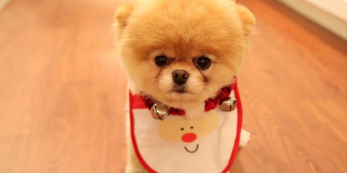 1920x1080 Christmas Puppy Wallpapers