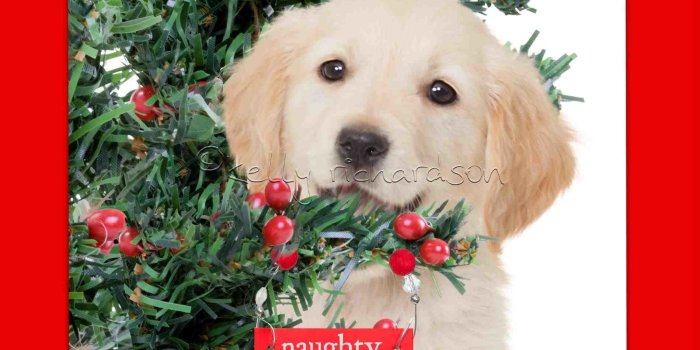 1899x2658 Christmas Puppies Wallpaper (48+ images)