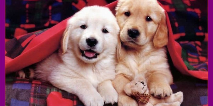 1340x860 Cute Christmas Animal Wallpapers - Top Free Cute Christmas Animal