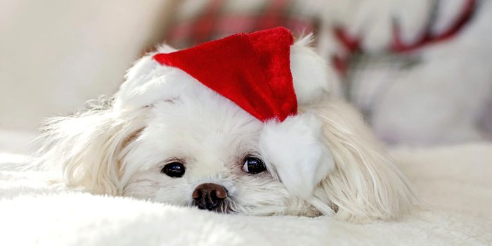 1366x911 Christmas Puppy Wallpaper