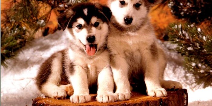 1094x794 Cute Christmas Puppies Free Wallpaper | Room Wallpapers