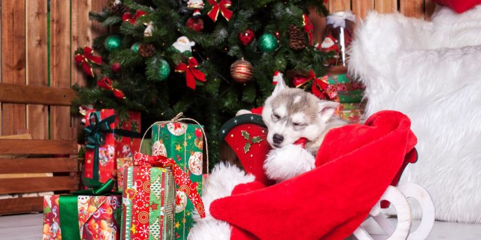 1920x1280 Christmas Puppies HD Wallpapers New Tab Theme - GoodTimes