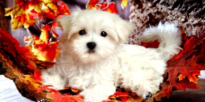 1504x900 Cute Christmas Puppies Wallpaper Free Desktop | Wallpapers Snipe