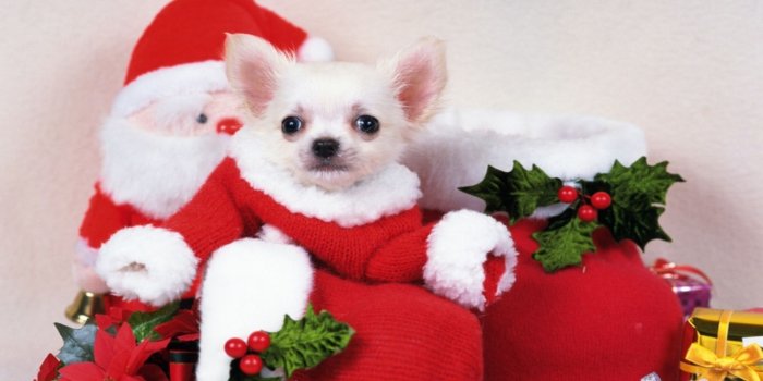 1920x1080 Cute christmas puppy images download
