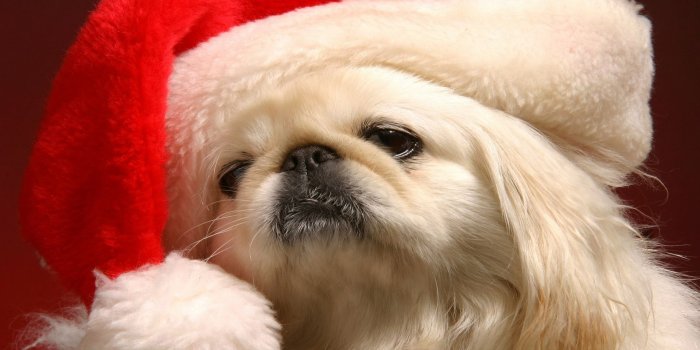 1920x1080 Cute christmas puppy pictures wallpaper