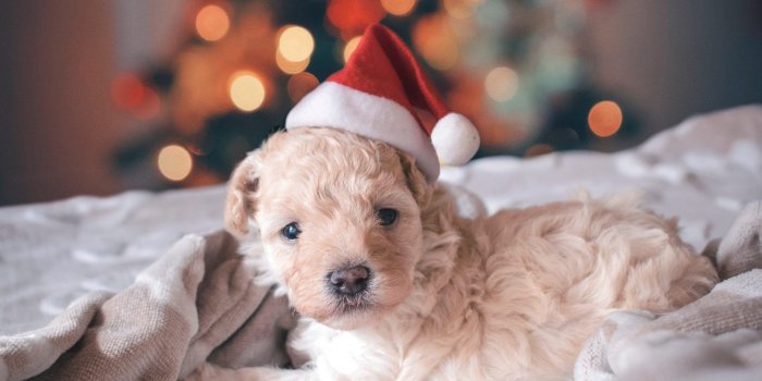 2560x1837 Cute Christmas Puppy Wallpapers To Download For Free - Funny