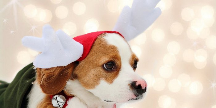 1920x1200 Christmas Puppy Wallpaper (48+ images)