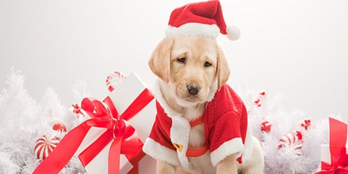 1280x960 Christmas Puppy Wallpaper - Wallpapers Browse