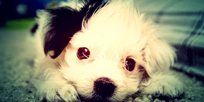 1280x800 cute-christmas-puppies hd-wallpapers | Hd Wallpapers