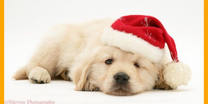 1619x907 The Best Christmas Puppy Wallpaper Wide Long Of Cute Puppies Ideas