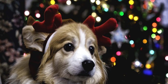 1920x1200 Christmas puppies wallpaper Gallery
