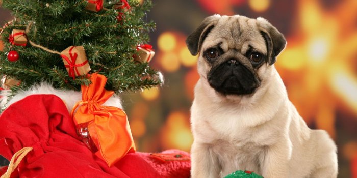 1444x1013 Cute Christmas Animal Wallpapers - Top Free Cute Christmas Animal
