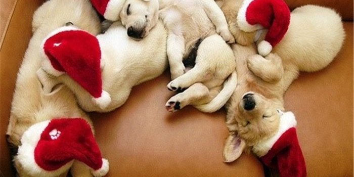 1024x768 Cute christmas puppy images wallpaper