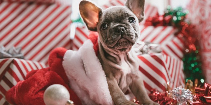 3840x2160 Wallpaper Christmas, New Year, puppy, cute animals, 5k, Animals