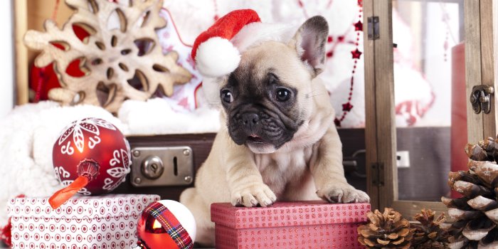 3840x2160 Wallpaper puppy, cute animals, Christmas, New Year, 4k, Holidays #16594